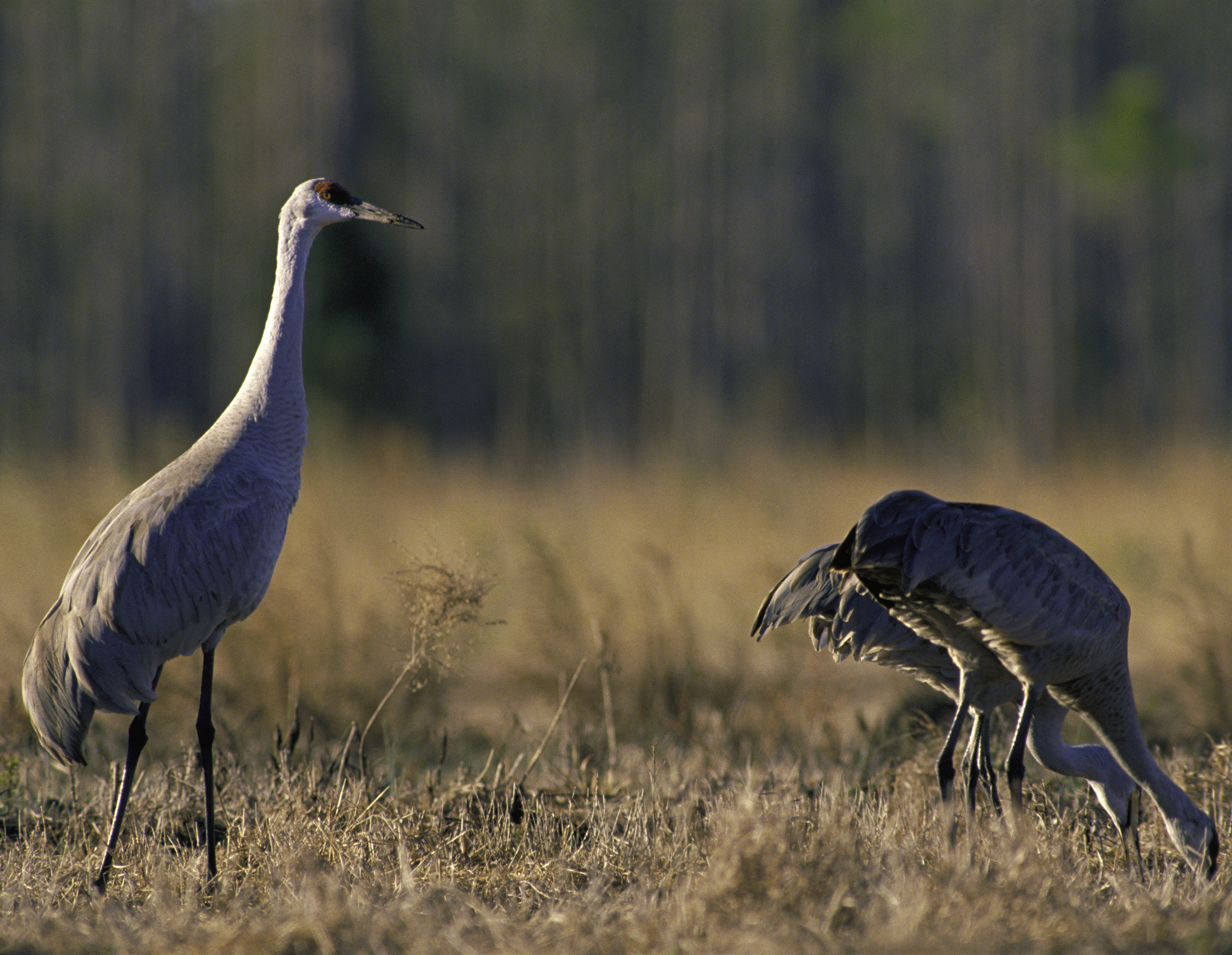 Mississippi Sandhill Crane